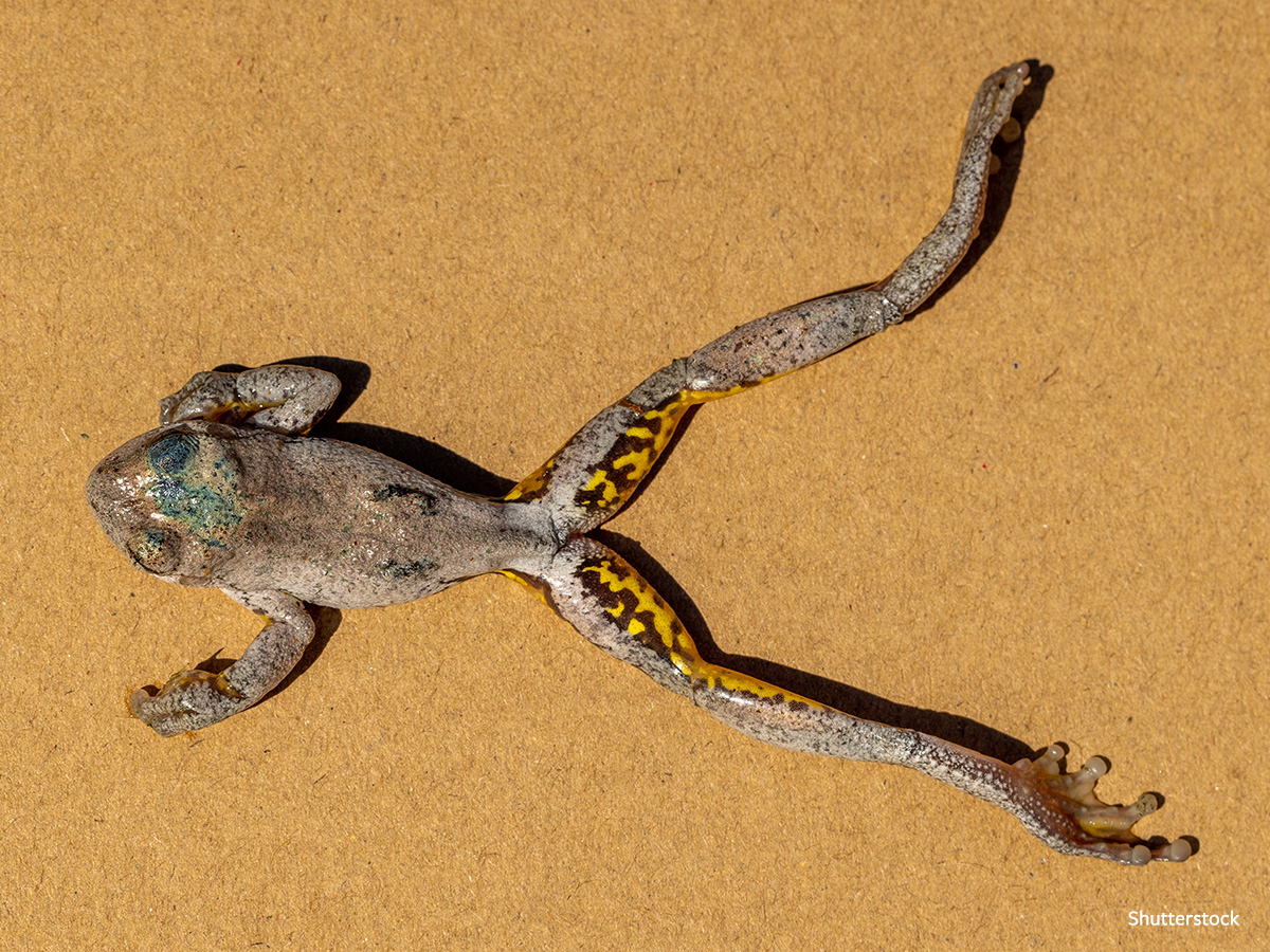 In Defense of Animals