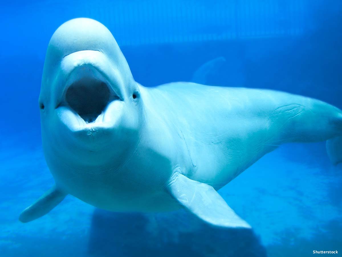 In Defense of Animals