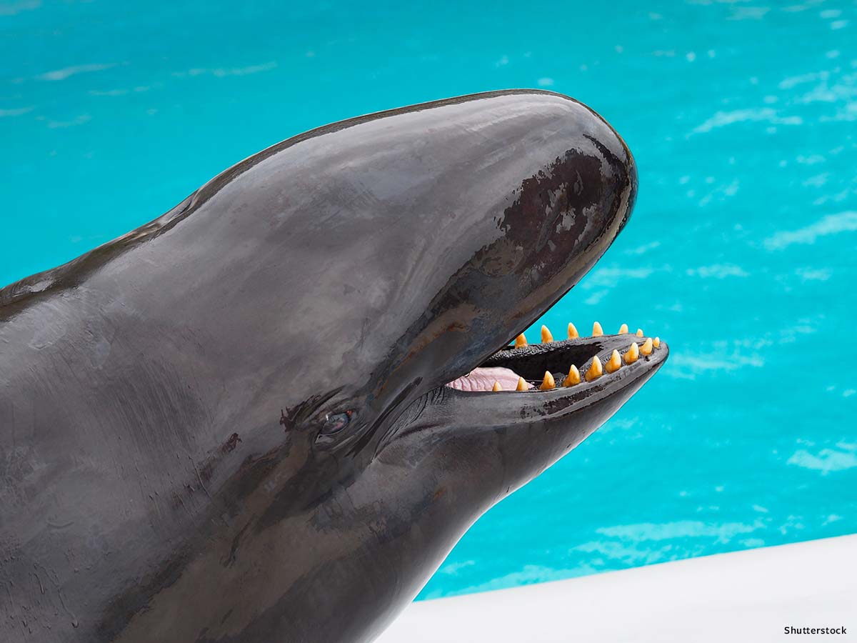 In Defense of Animals