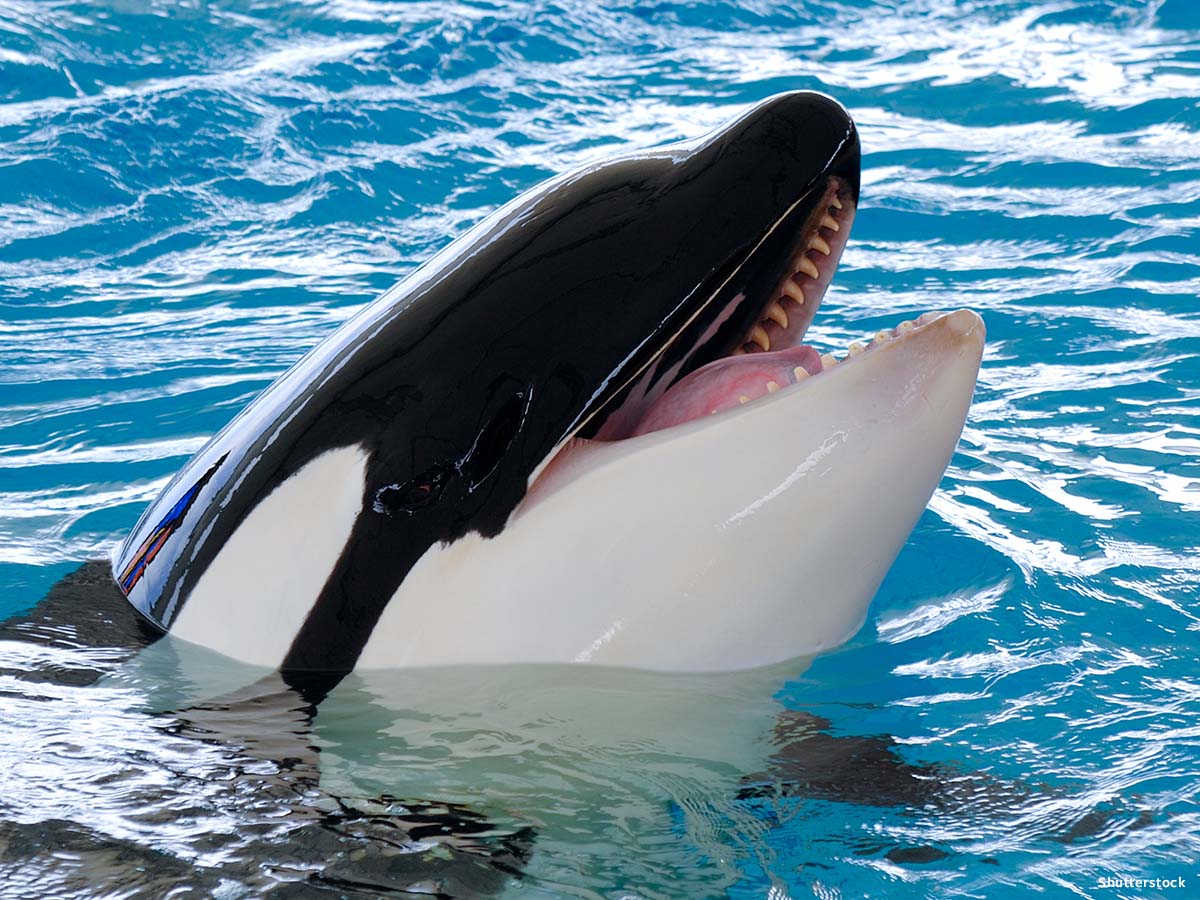 In Defense of Animals