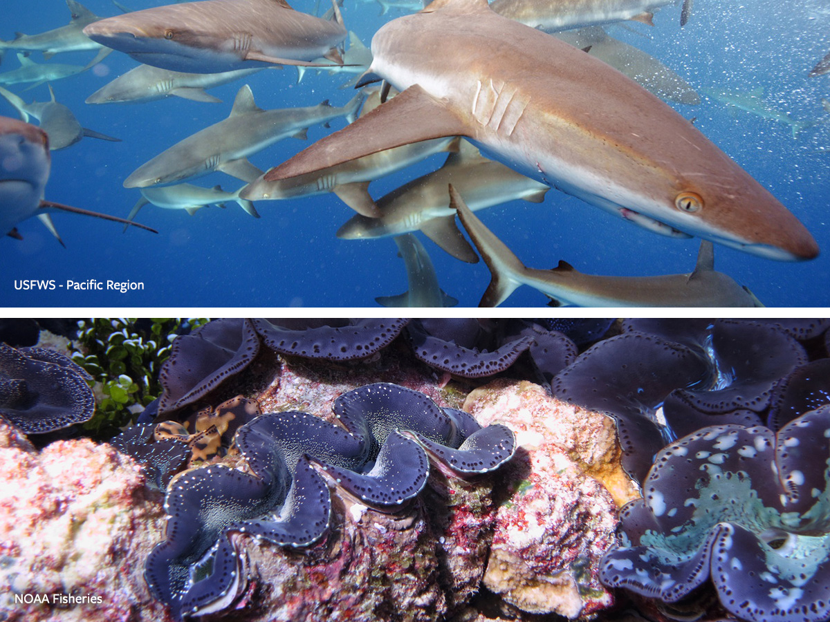 In Defense of Animals