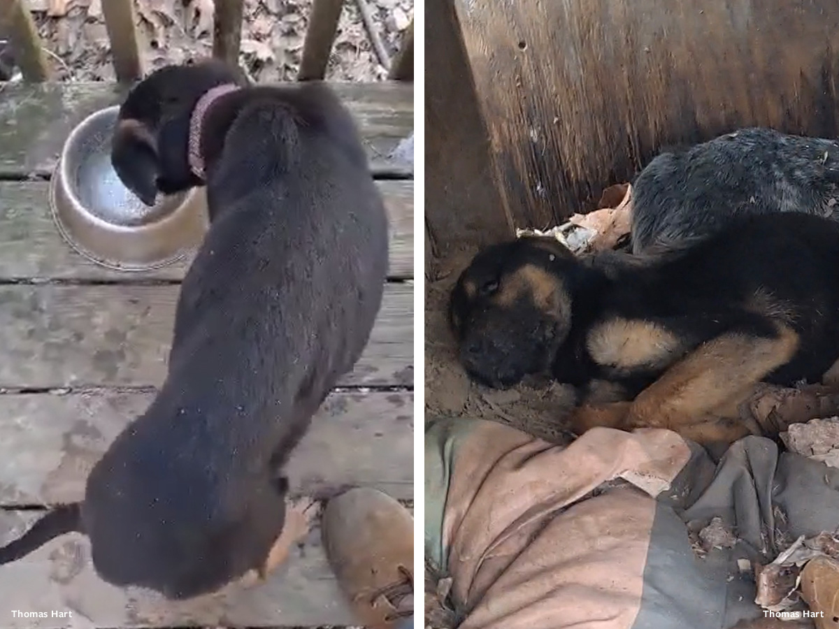 In Defense of Animals