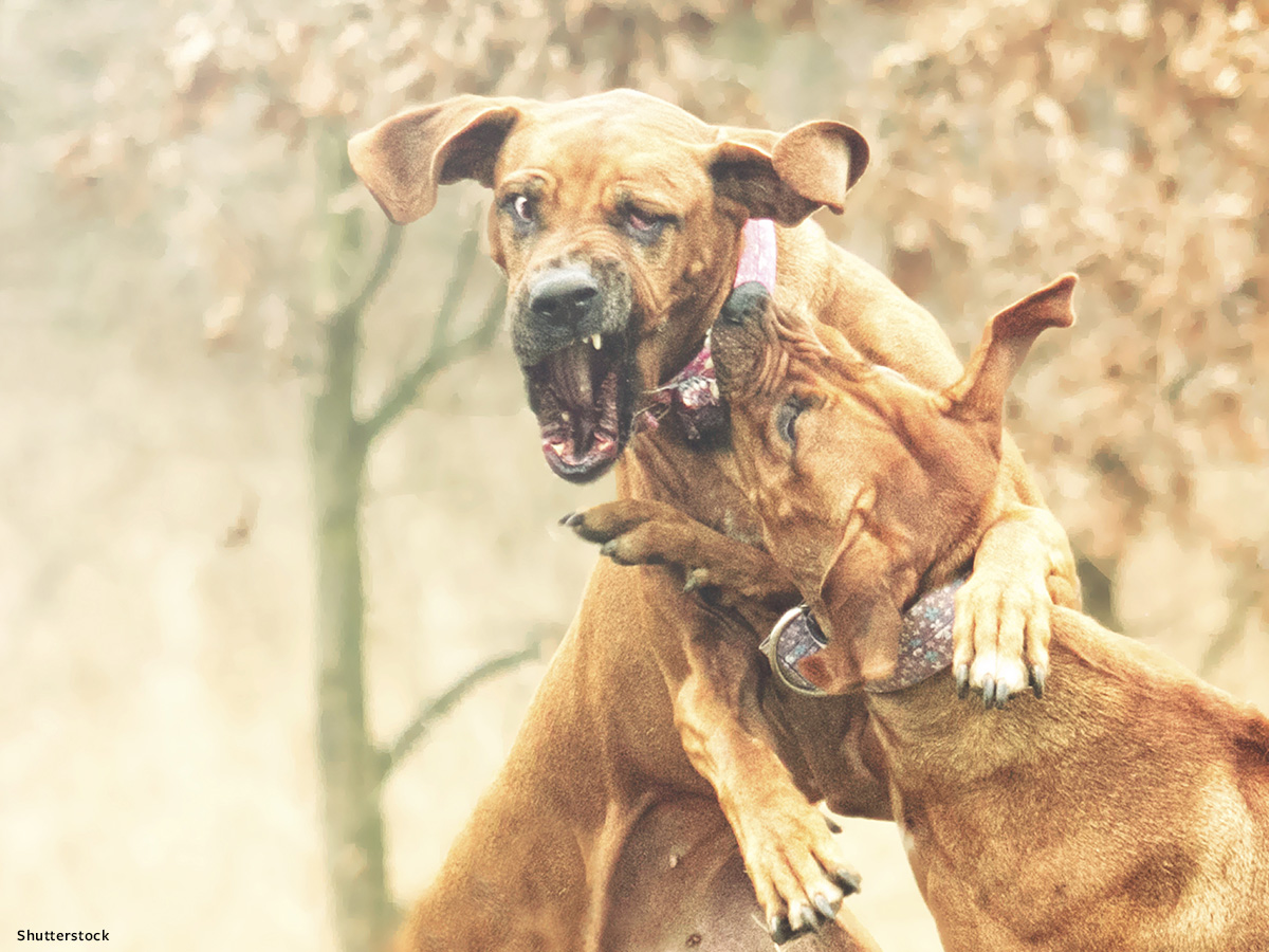 In Defense of Animals