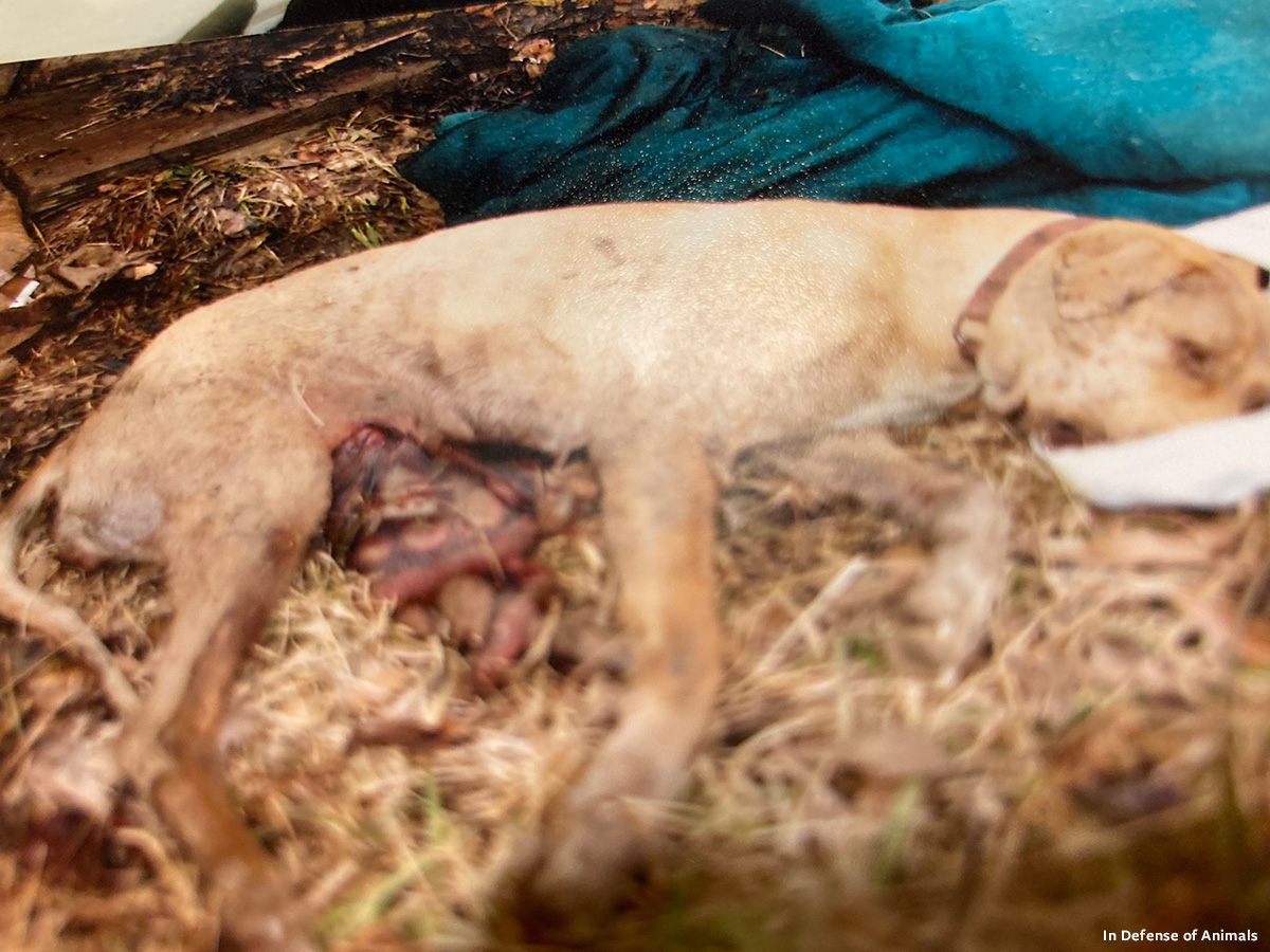 In Defense of Animals