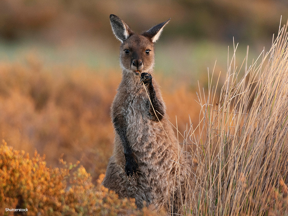 In Defense of Animals