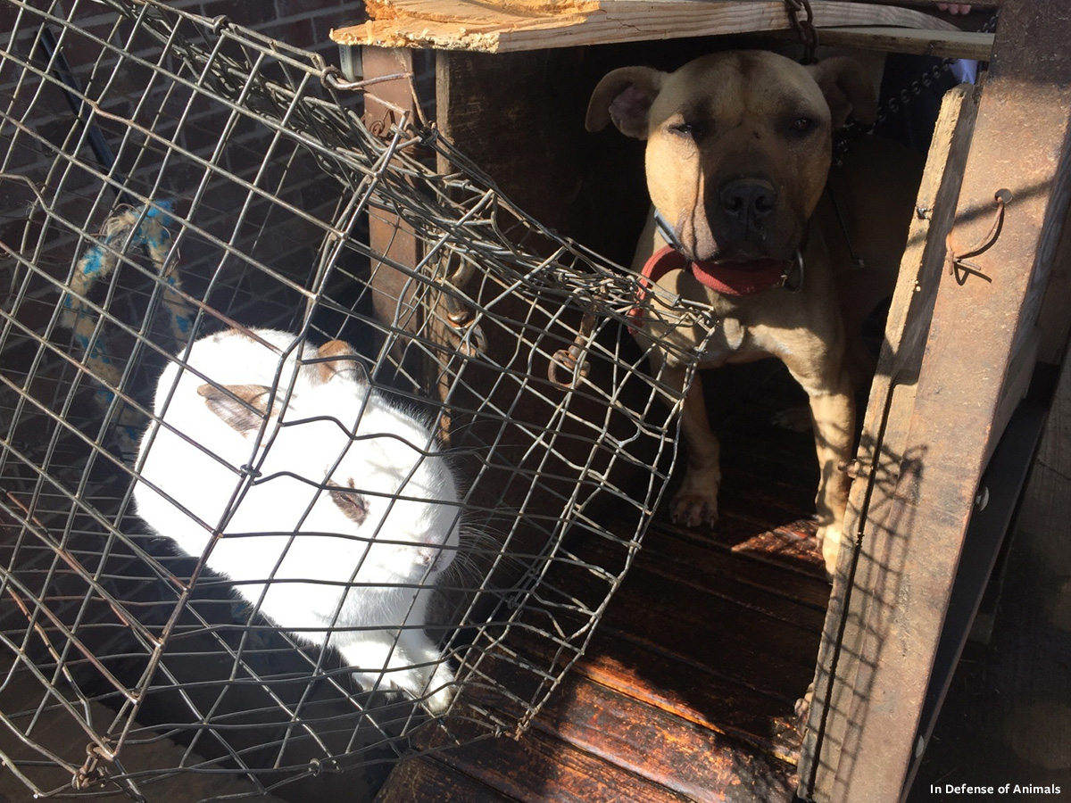 In Defense of Animals