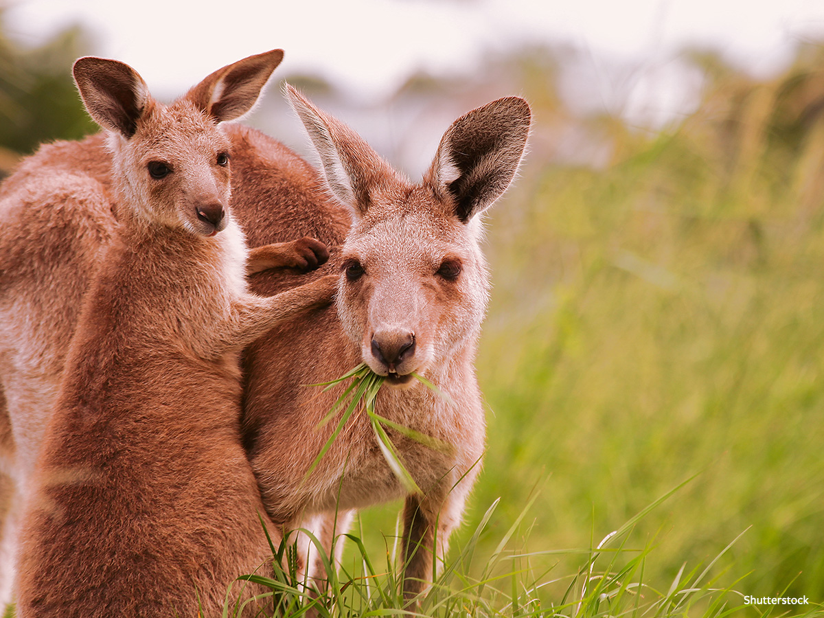 In Defense of Animals