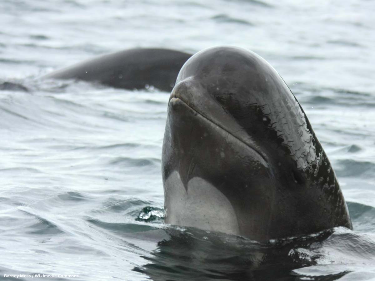 In Defense of Animals