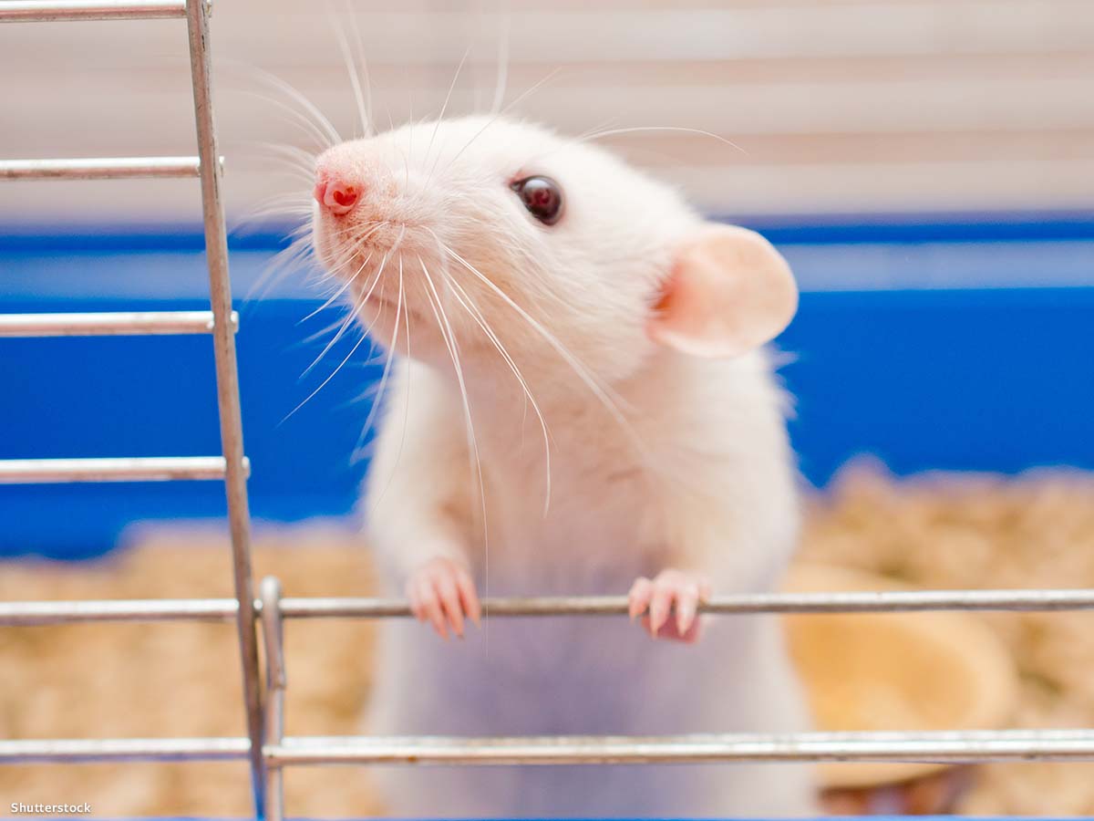 In Defense of Animals