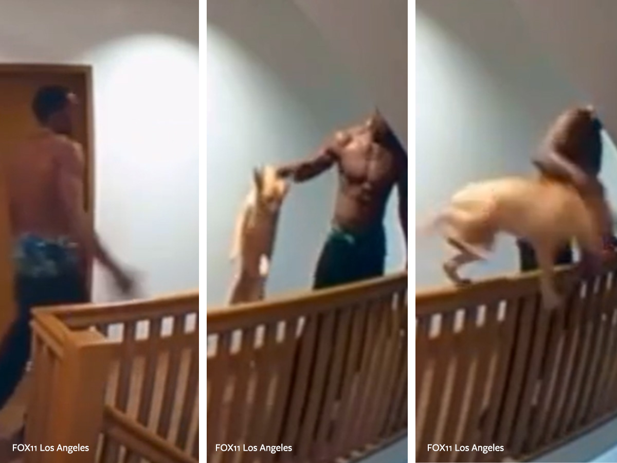 In Defense of Animals