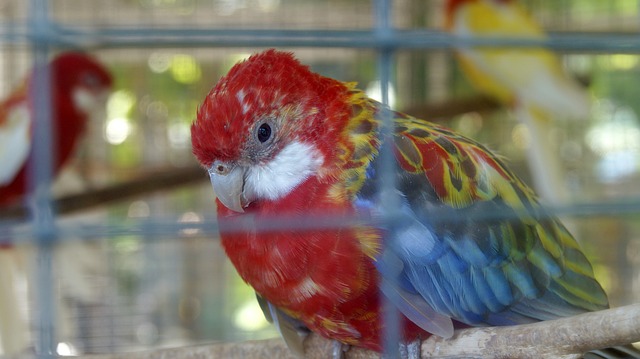 parrot in cage